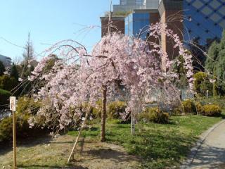 桜４